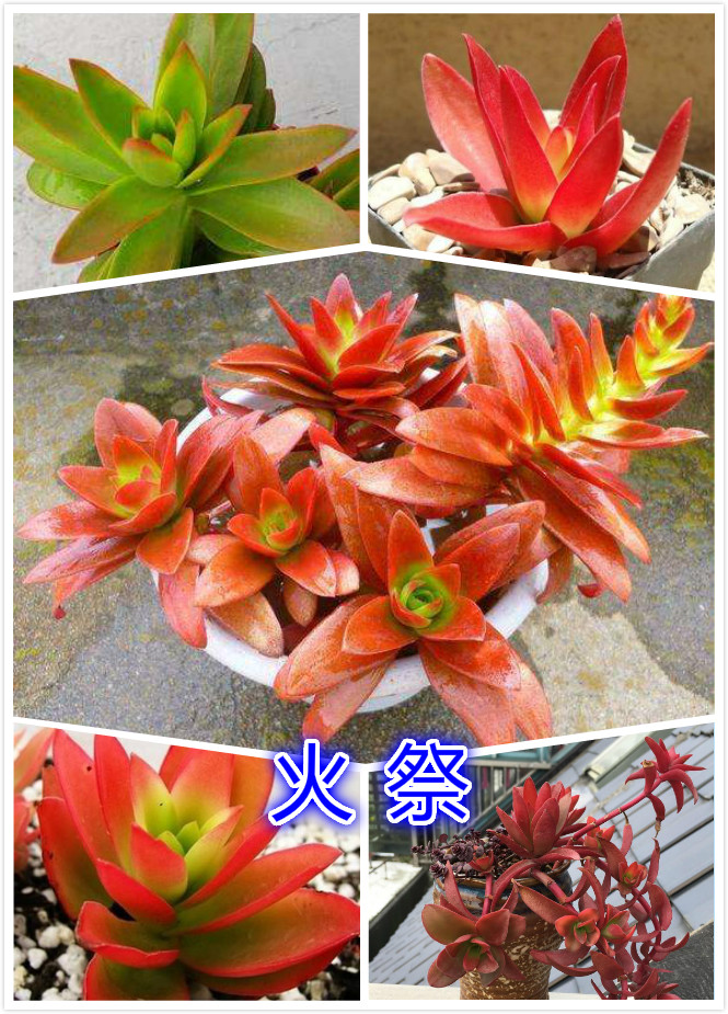火祭.jpg