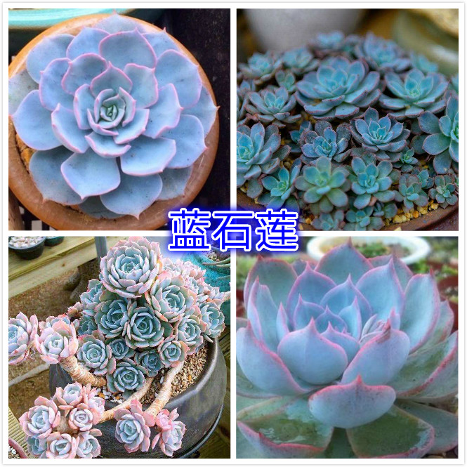 蓝石莲.jpg