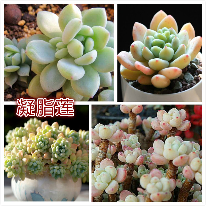 凝脂莲.jpg
