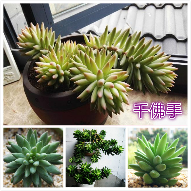 千佛手.jpg