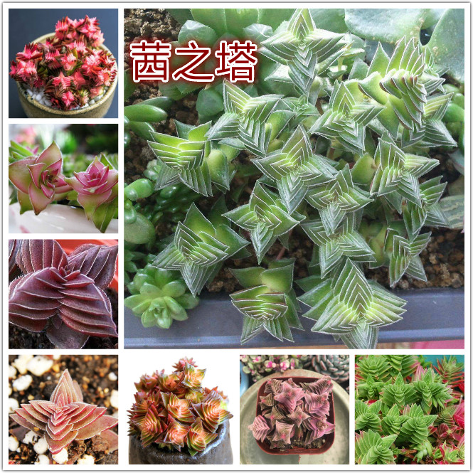 茜之塔.jpg