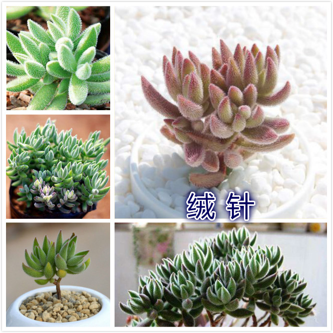 绒针.jpg