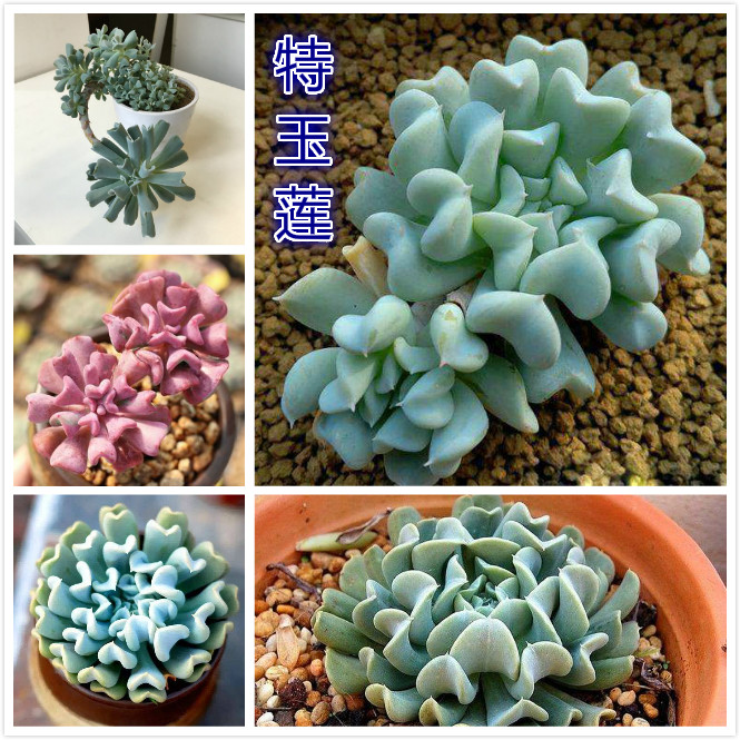 特玉莲.jpg