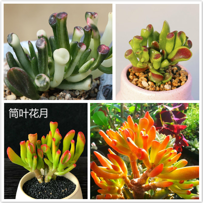 筒叶花月.jpg