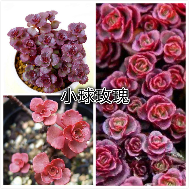 小球玫瑰.jpg