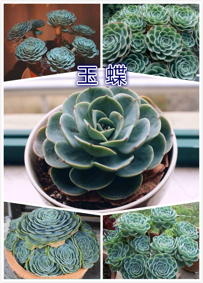 玉蝶.jpg