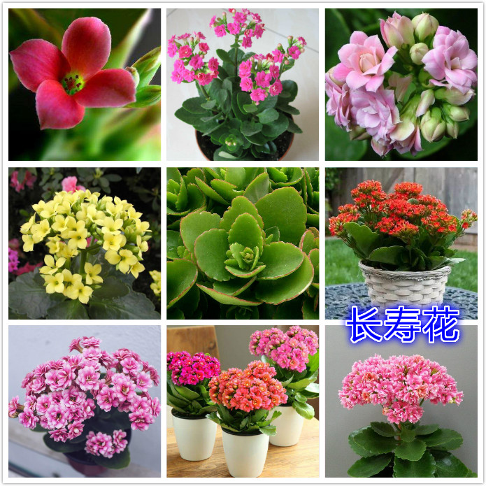 长寿花.jpg