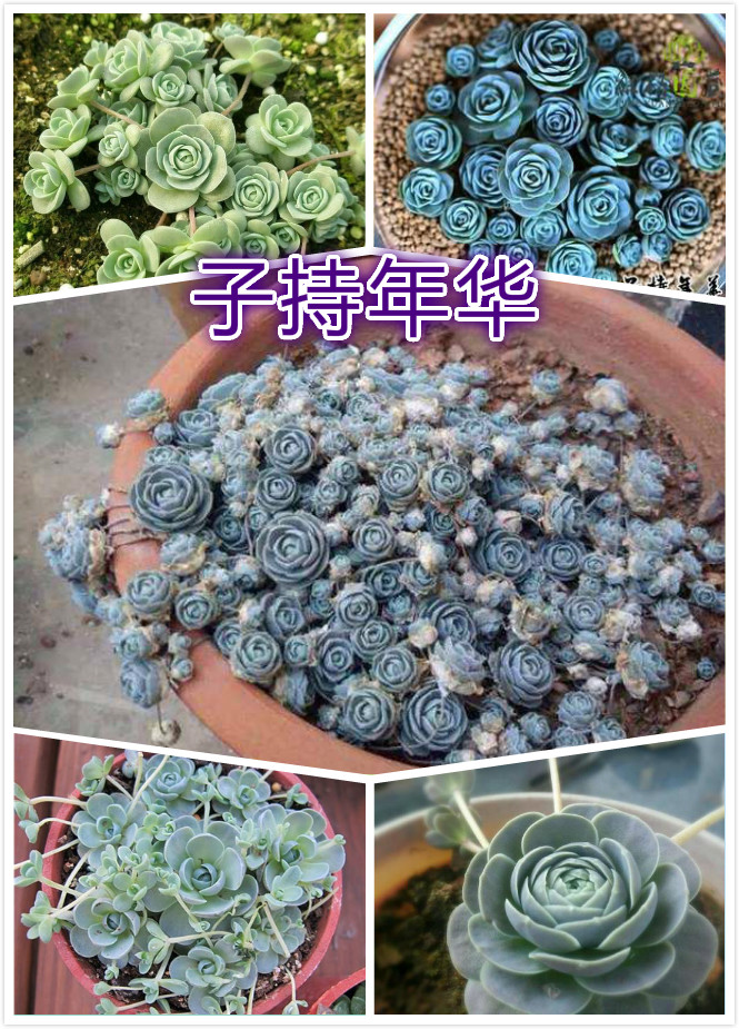 子持年华.jpg