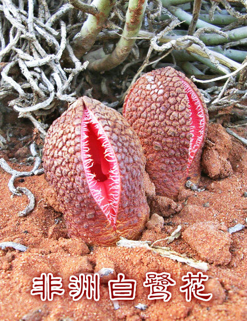 ްػ.jpg