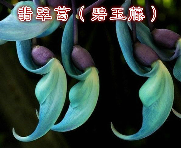 𣨱٣.jpg