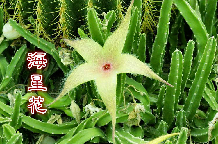 ǻ2.jpg