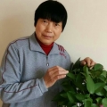 太心草.jpg