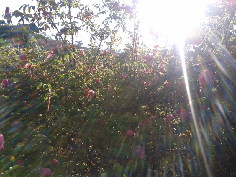 20200327_064535_981.jpg