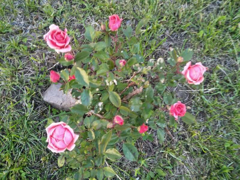 20200714_092806_022.jpg
