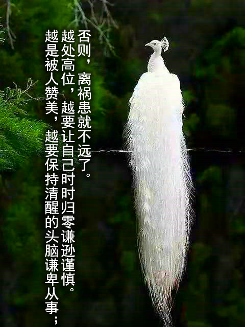 ytwsh193.jpg