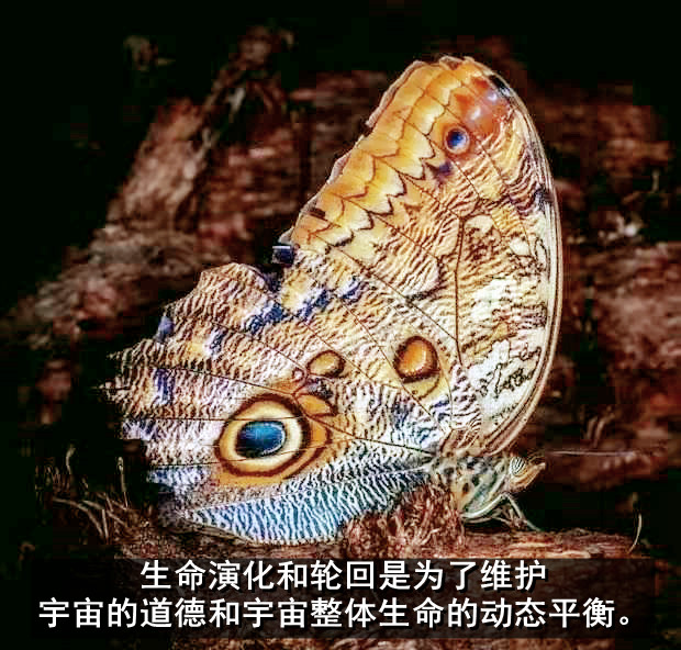 ytwsh287.jpg