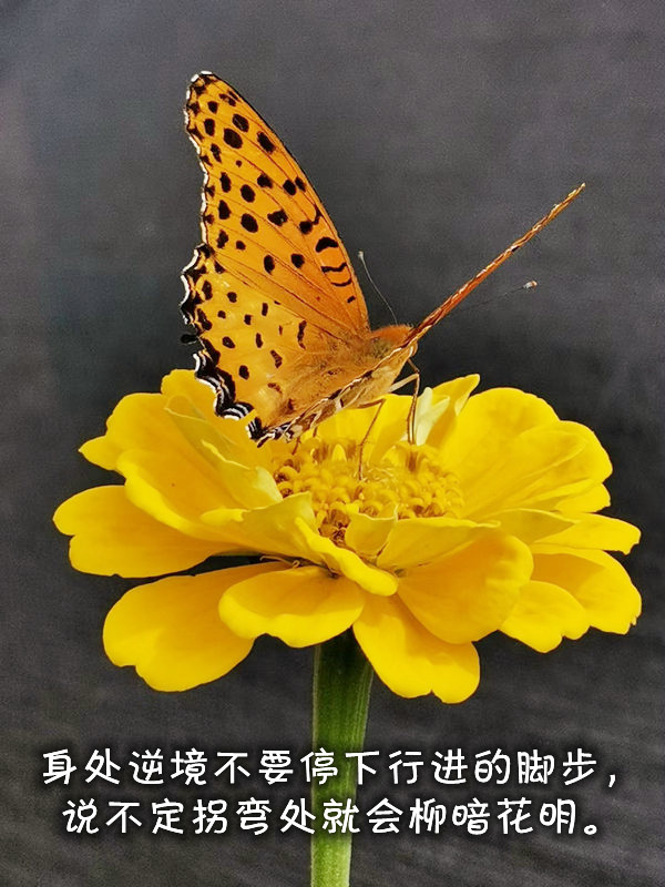 ytwsh311.jpg