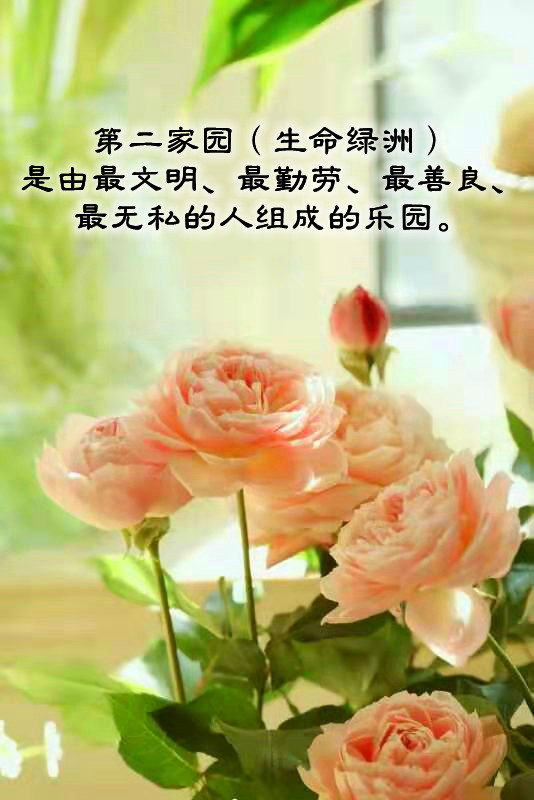 ytwsh369.jpg